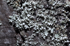 Physcia adscendens