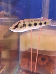 Hemichromis elongatus