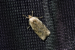 Phaeosaces compsotypa