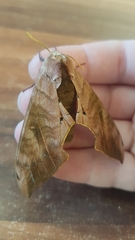 Pseudoclanis postica