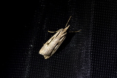 Scoparia rotuella