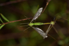 Leptotarsus virescens