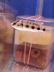 Hemichromis elongatus