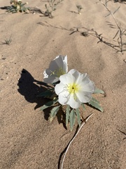 Mentzelia involucrata