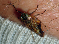 Cicadomorpha