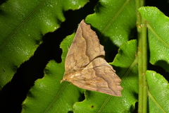 Ischalis variabilis