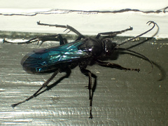 Priocnemis monachus