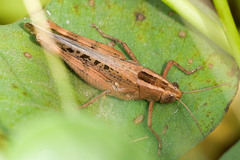 Heteracris