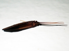 Olinga