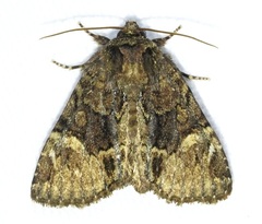 Phosphila turbulenta