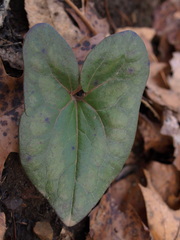 Hexastylis arifolia
