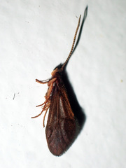 Olinga