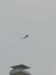 Ictinaetus malaiensis