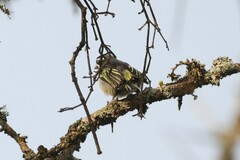 Pogoniulus bilineatus