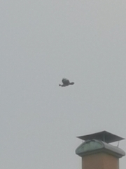 Ictinaetus malaiensis