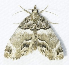 Cutina distincta