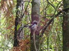 Petroica macrocephala