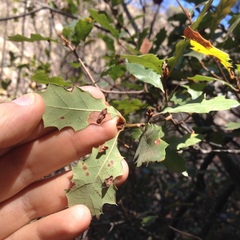 Quercus × ganderi