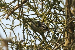 Pogoniulus bilineatus