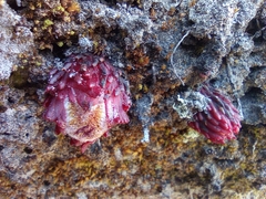 Hyobanche