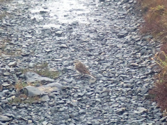 Anthus novaeseelandiae