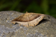 Sarisa muriferata