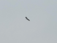 Ictinaetus malaiensis