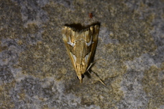 Glaucocharis interrupta