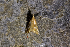 Glaucocharis interrupta