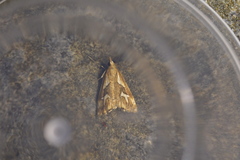 Glaucocharis interrupta