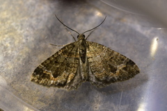 Hydriomena hemizona