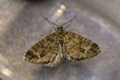 Hydriomena hemizona