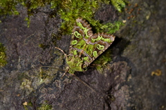 Ichneutica chlorodonta