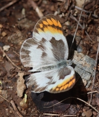 Pierinae