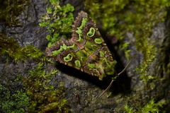 Ichneutica chlorodonta