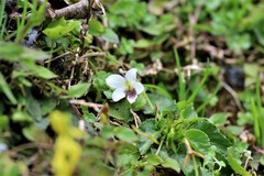 Viola adenothrix