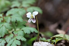 Viola adenothrix