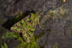 Ichneutica chlorodonta