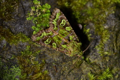 Ichneutica chlorodonta