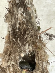 Orthotomus