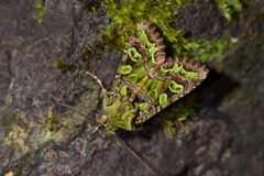 Ichneutica chlorodonta
