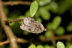 Phaeosaces compsotypa