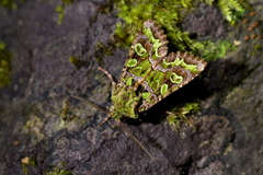 Ichneutica chlorodonta