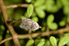 Phaeosaces compsotypa