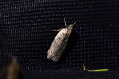 Phaeosaces compsotypa