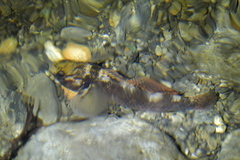 Gobiomorphus huttoni