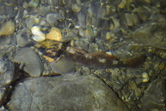 Gobiomorphus huttoni