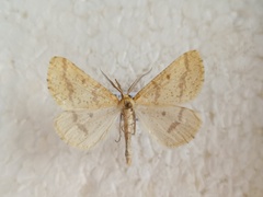 Aspitates ochrearia