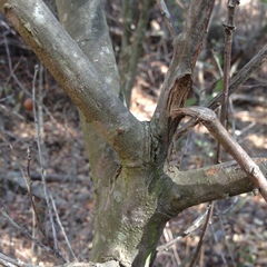 Quercus × ganderi
