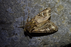 Ichneutica chlorodonta